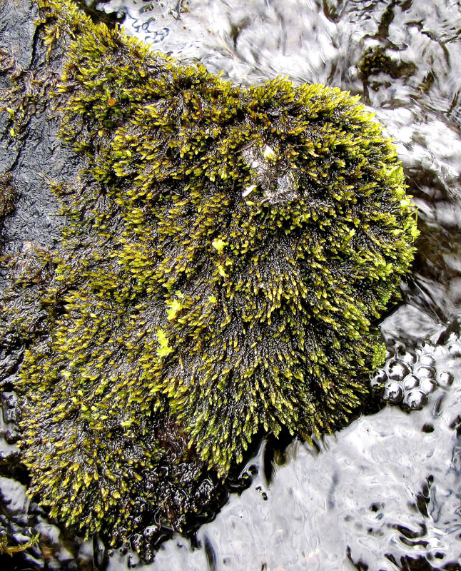 Hygrohypnum alpestre